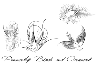 Penmanship Birds and Ornaments: Integrating Rough Avian Motifs into Modern Design