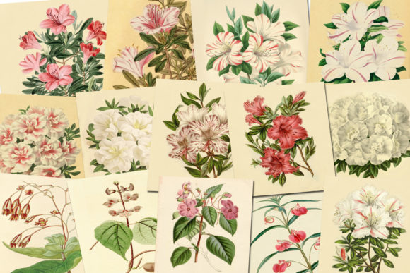 Vintage Botanical Illustration: Creative Uses & Tips